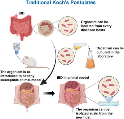 Investigating dysbiosis and microbial treatment strategies in inflammatory bowel disease based on two modified Koch’s postulates